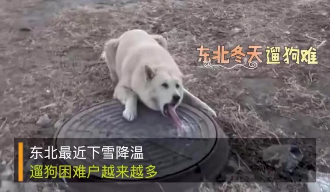 寵物牽引繩 寵物牽引繩